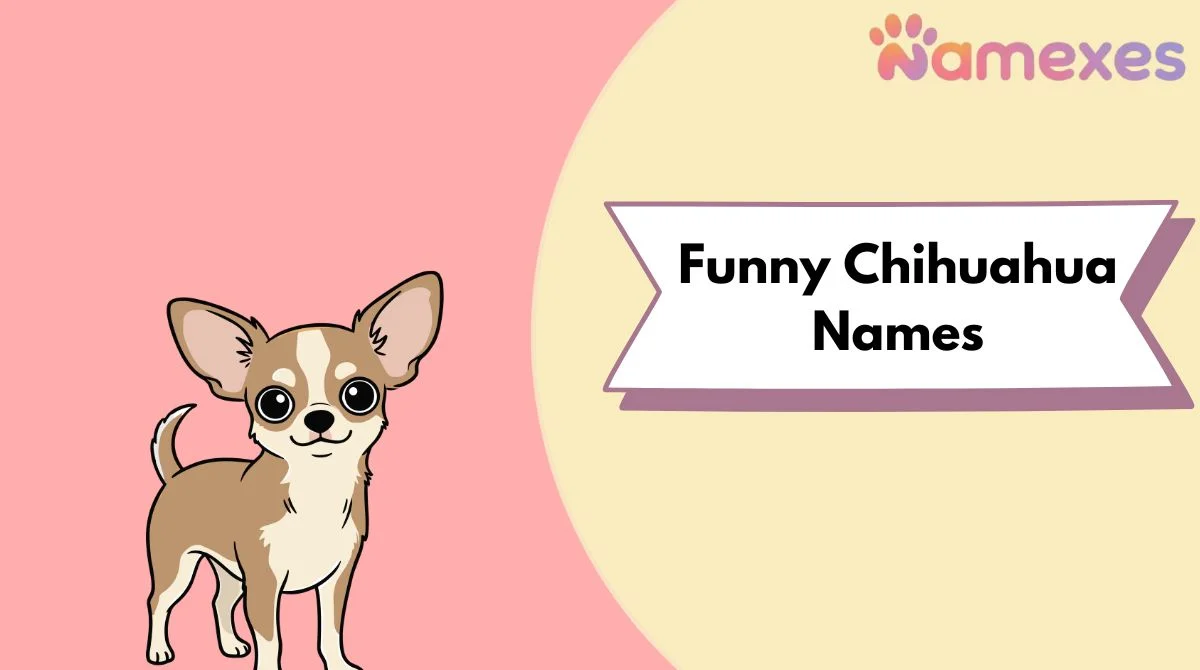 Funny Chihuahua Names