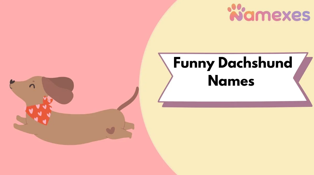 Funny Dachshund Names