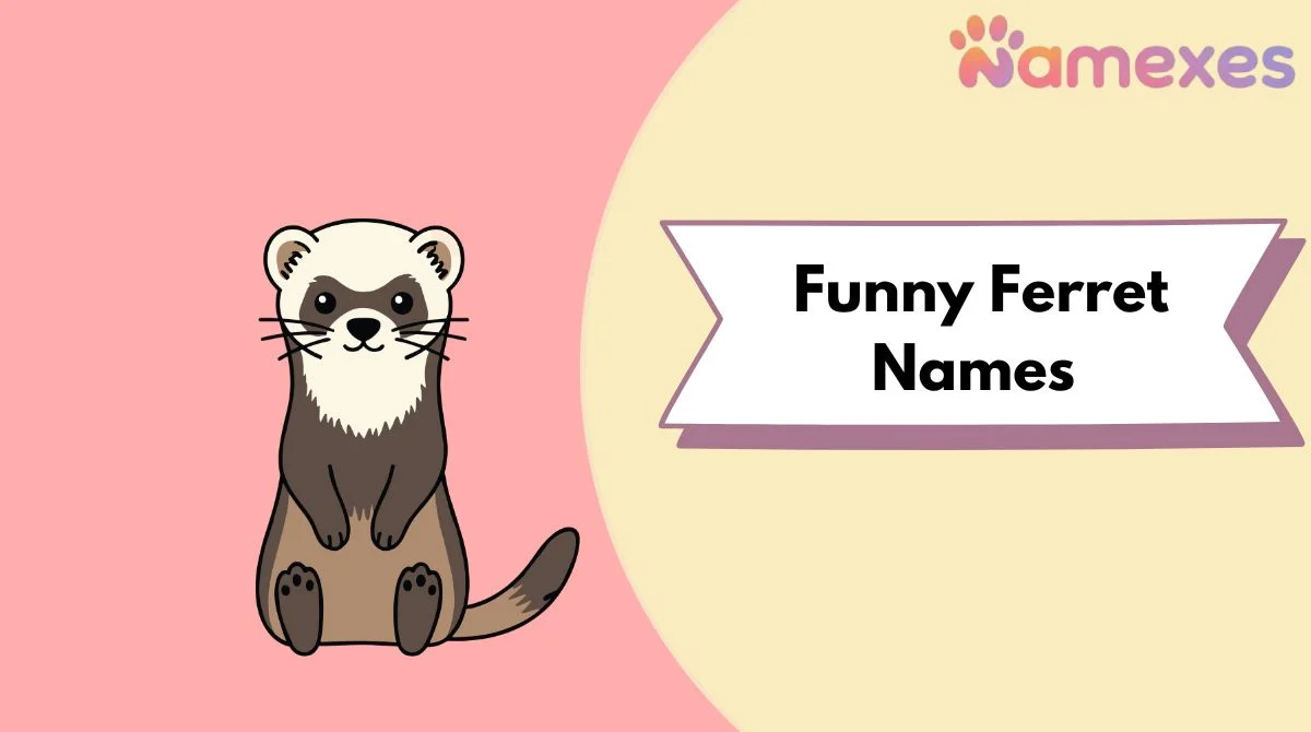 Funny Ferret Names