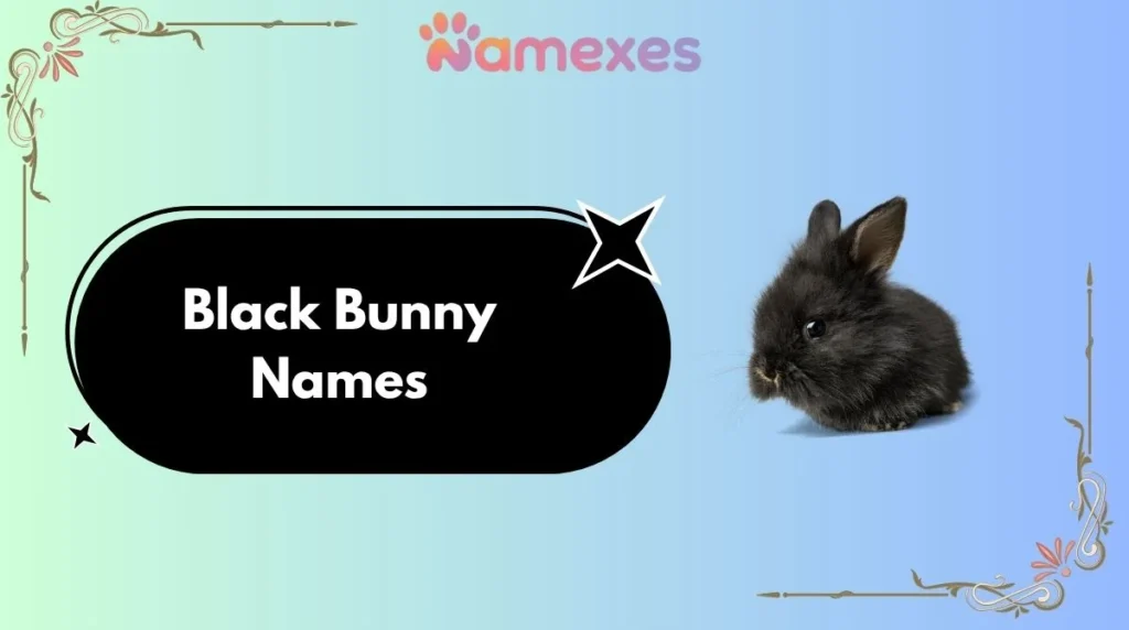 Black Bunny Names