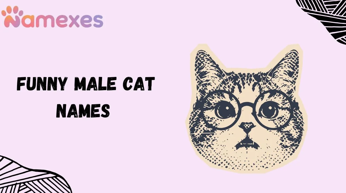 Funny Male Cat Names