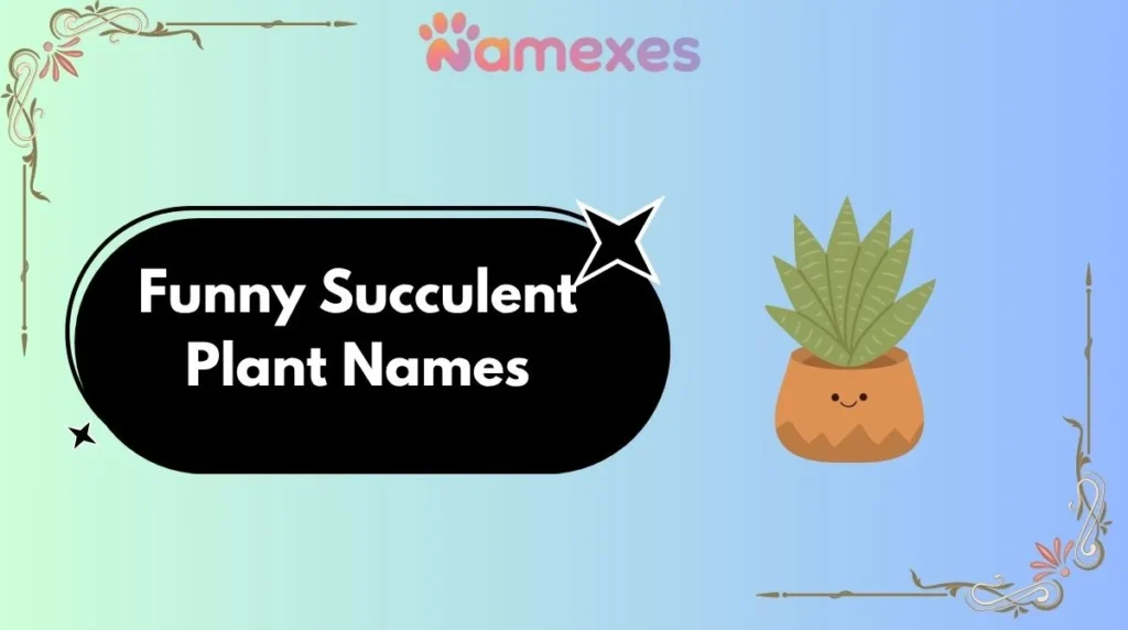 Funny Succulent Plant Names
