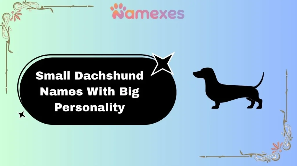 Small Dachshund Names With Big Personality