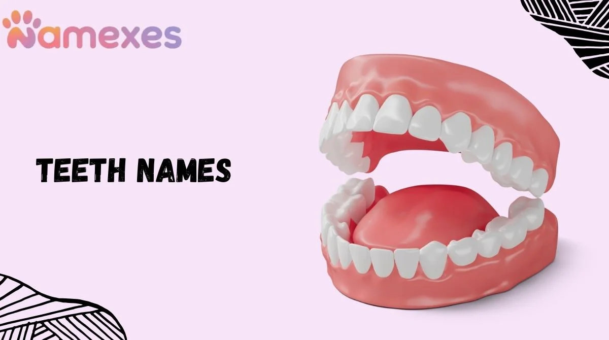 Teeth Names